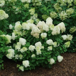 Little Lime Punch® Panicle Hydrangea -Green Haven Shop HydrangeapaniculataLittleLimePunchDSC08373 800x800 121f548