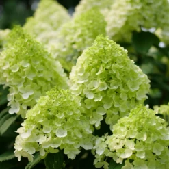Little Lime Punch® Panicle Hydrangea -Green Haven Shop HydrangeapaniculataLittleLimePunchP1238221 800x800 7a22f7c
