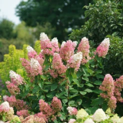 Pinky Winky Prime™ Panicle Hydrangea -Green Haven Shop HydrangeapaniculataPinkyWinkyPrimeDSC05225 1080x1080 e755a22