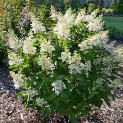 Pinky Winky Prime™ Panicle Hydrangea -Green Haven Shop HydrangeapaniculataPinkyWinkyPrimeP1207514 1080x1080 3463384