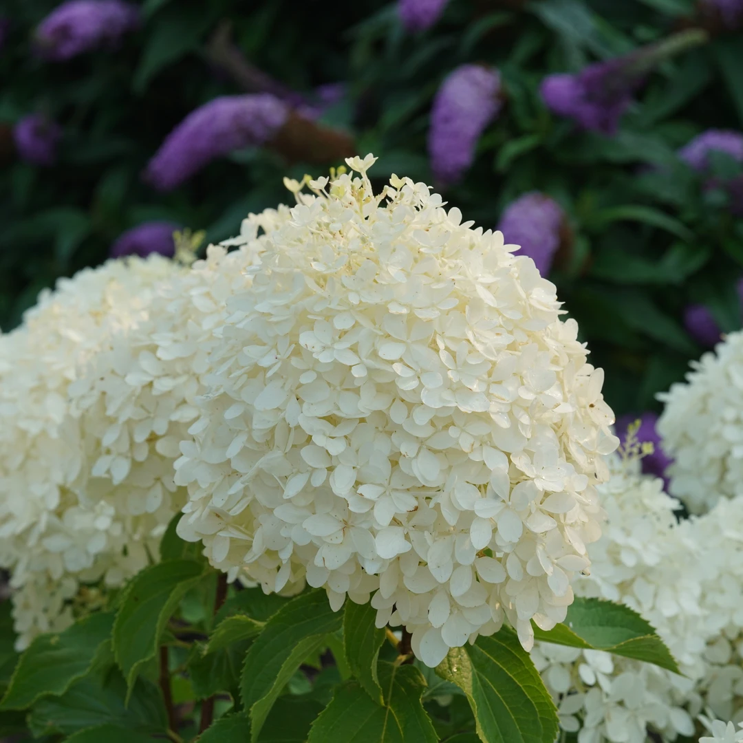 Puffer Fish® Panicle Hydrangea 4 Puffer Fish® Panicle Hydrangea - Image 2