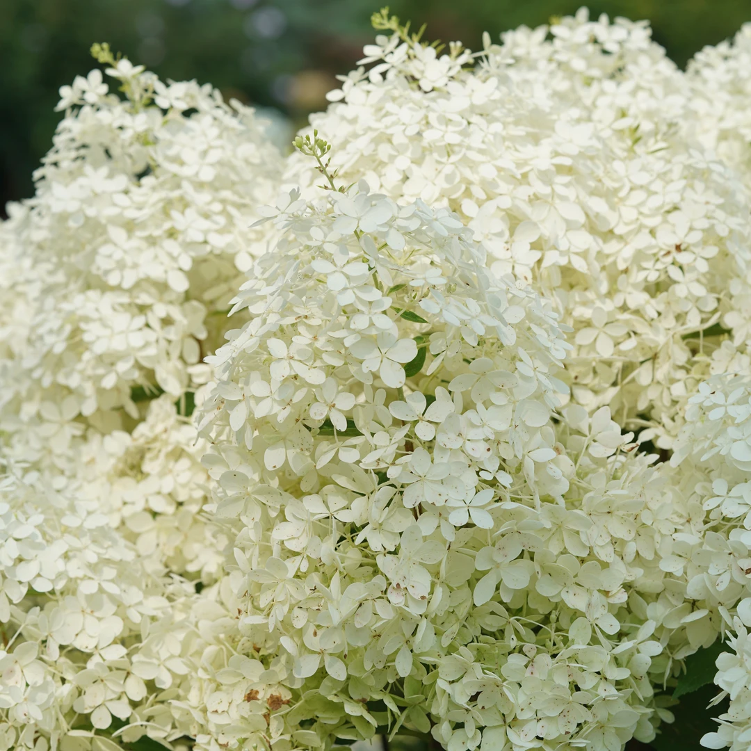 Puffer Fish® Panicle Hydrangea 5 Puffer Fish® Panicle Hydrangea - Image 3