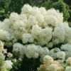 Puffer Fish® Panicle Hydrangea -Green Haven Shop HydrangeapaniculataPufferFishDSC08321 1080x1080 49a45f3