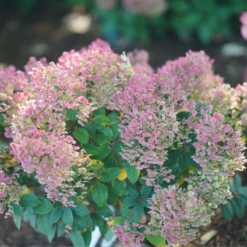 Tiny Quick Fire™ Panicle Hydrangea -Green Haven Shop HydrangeapaniculataTinyQuickFireDSC05449 800x800 b7c6b14