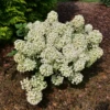 Tiny Quick Fire™ Panicle Hydrangea -Green Haven Shop HydrangeapaniculataTinyQuickFireP1072484 800x800 b9f5e8a