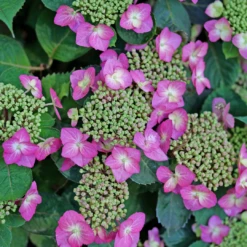 Tuff Stuff Top Fun™ Mountain Hydrangea -Green Haven Shop HydrangeaserrataTuffStuffTopFunP1195299 1080x1080 aff4509