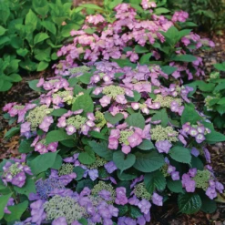 Tuff Stuff Top Fun™ Mountain Hydrangea -Green Haven Shop HydrangeaserrataTuffStuffTopFunP1195775 1080x1080 3177454
