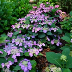 Tuff Stuff Top Fun™ Mountain Hydrangea -Green Haven Shop HydrangeaserrataTuffStuffTopFunP1195777 1080x1080 99624e0