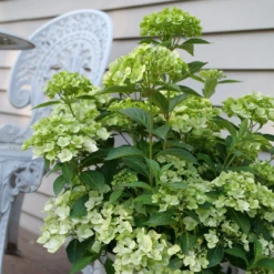 Fairytrail™ Green Cascade Hydrangea -Green Haven Shop HydrangeaxFairytrailGreenP1214788 800x800 e9953bd