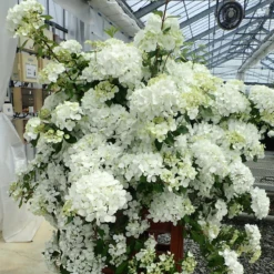 Fairytrail™ White Cascade Hydrangea -Green Haven Shop HydrangeaxFairytrailWhite 800x800 e22f427