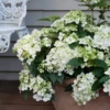 Fairytrail™ White Cascade Hydrangea -Green Haven Shop HydrangeaxFairytrailWhiteP1214747 800x800 a0467fa