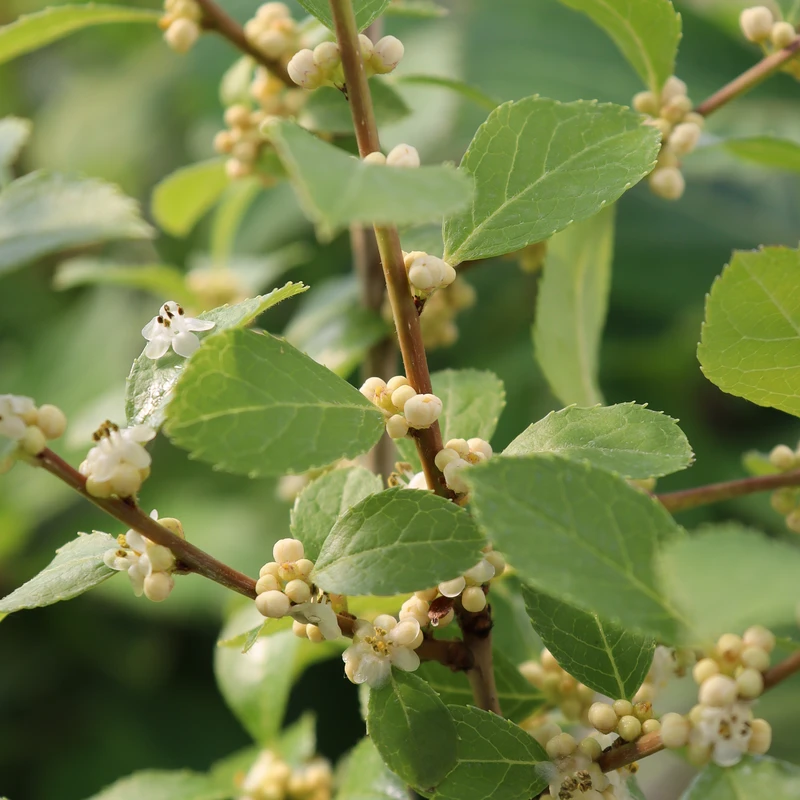 Mr. Poppins® Winterberry Holly 4 Mr. Poppins® Winterberry Holly - Image 2