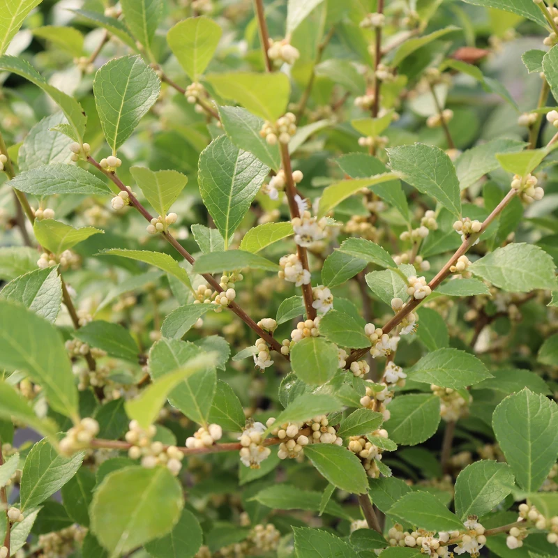 Mr. Poppins® Winterberry Holly 6 Mr. Poppins® Winterberry Holly - Image 4