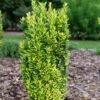 Glow Stick™ Japanese Holly 2 Glow Stick™ Japanese Holly -Green Haven Shop Ilex crenata Glow Stick P12