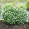 Strongbox® Inkberry Holly -Green Haven Shop Ilex glabra Strongbox 1 P