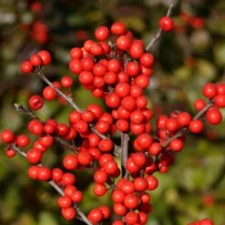 Berry Heavy® Winterberry Holly