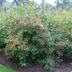 Berry Heavy® Winterberry Holly -Green Haven Shop Ilex verticillata Berry Heavy 4 P 6211a666 1bfb 4d1f 8fdd 124b36bb1841 sw