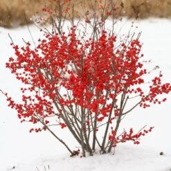Berry Poppins® Winterberry Holly -Green Haven Shop Ilex verticillata Berry Poppins 2 P 9f12aa00 873a 458b ac28 b0c67e7fe889 sw