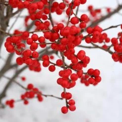 Berry Poppins® Winterberry Holly -Green Haven Shop Ilex verticillata Berry Poppins 3 P a9cfa142 889b 4fc7 acde d5ef636bc260 sw