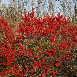 Berry Poppins® Winterberry Holly -Green Haven Shop Ilex verticillata Berry Poppins 6 P 4d74fbf5 874a 4d13 a2c0 0081f811afff sw