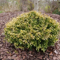 Glow Pop™ Japanese Holly -Green Haven Shop Ilex crenata Glow Pop P1202479