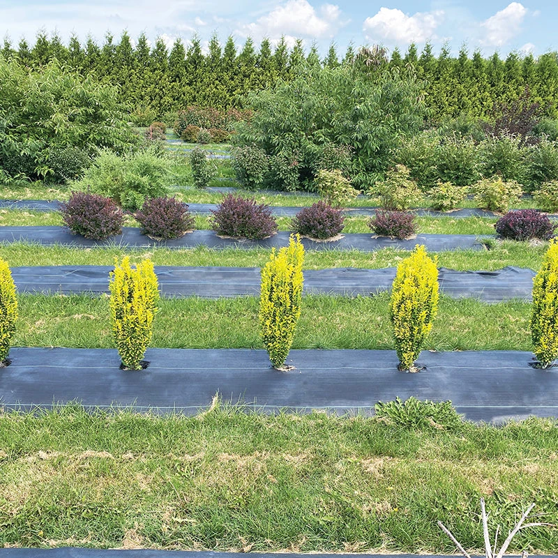 Glow Stick™ Japanese Holly 5 Glow Stick™ Japanese Holly - Image 3