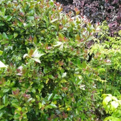 Castle Rouge™ Blue Holly -Green Haven Shop Ilex x meserveae Castle Rouge 54