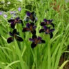 'Black Gamecock' Louisiana Iris