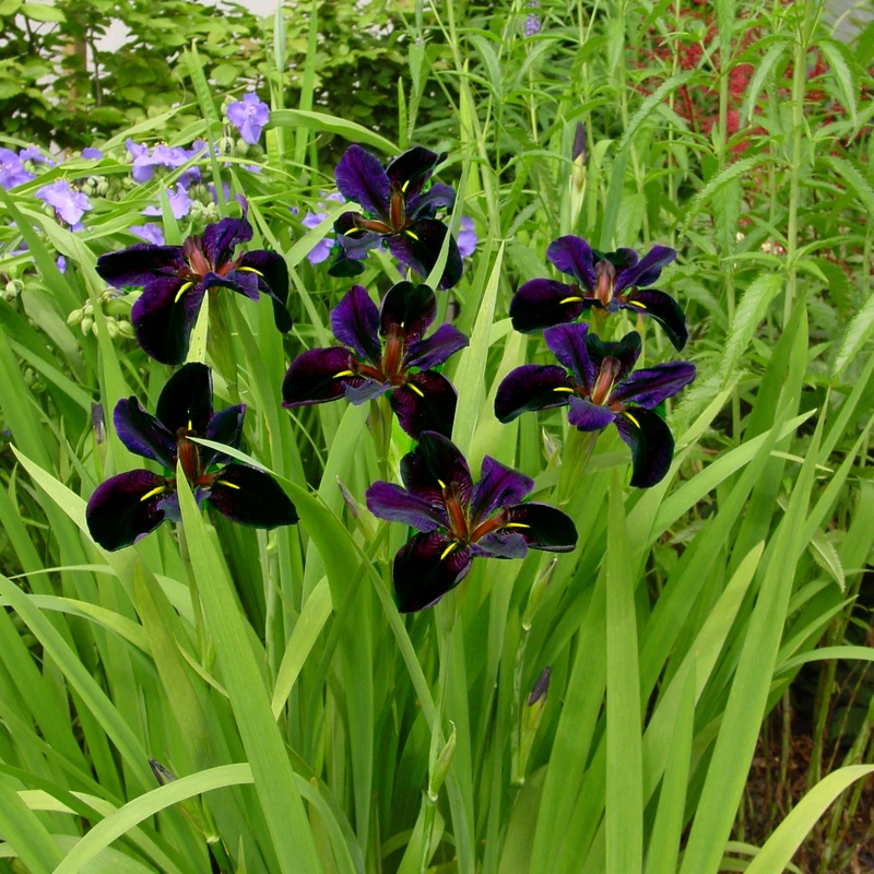 'Black Gamecock' Louisiana Iris 3 'Black Gamecock' Louisiana Iris
