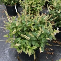 Fizzy Mizzy™ Sweetspire -Green Haven Shop IteaFizzyMizzyIMG 0218 sw