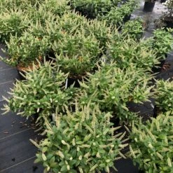 Fizzy Mizzy™ Sweetspire -Green Haven Shop IteaFizzyMizzyIMG 0223 sw