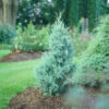 Aquavita™ Juniper -Green Haven Shop Juniperus Aquavita 2