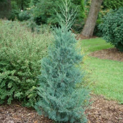 Aquavita™ Juniper -Green Haven Shop Juniperus Aquavita 3