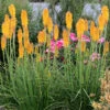 'Mango Popsicle' Red Hot Poker -Green Haven Shop Kniphofia Mango Popsicle 5