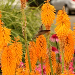 'Mango Popsicle' Red Hot Poker -Green Haven Shop Kniphofia Mango Popsicle 6