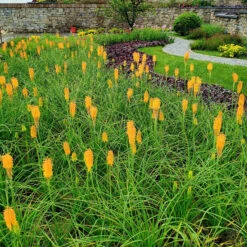 'Mango Popsicle' Red Hot Poker -Green Haven Shop Kniphofia Mango Popsicle 7 1