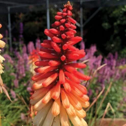 'Orange Vanilla Popsicle' Red Hot Poker -Green Haven Shop Kniphofia Orange Vanilla Popsicle 6