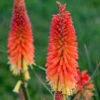Pyromania™ 'Backdraft' Red Hot Poker 2 Pyromania™ 'Backdraft' Red Hot Poker -Green Haven Shop Kniphofia Backdraft 1 P