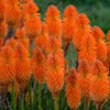 Pyromania™ 'Orange Blaze' Red Hot Poker -Green Haven Shop Kniphofia Orange Blaze 1 P