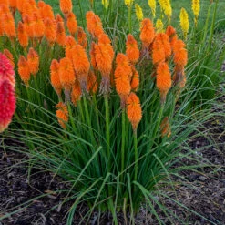 Pyromania™ 'Orange Blaze' Red Hot Poker -Green Haven Shop Kniphofia Orange Blaze 2 P
