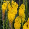 Pyromania™ 'Solar Flare' Red Hot Poker 1 Pyromania™ 'Solar Flare' Red Hot Poker -Green Haven Shop Kniphofia Solar Flare 1 P
