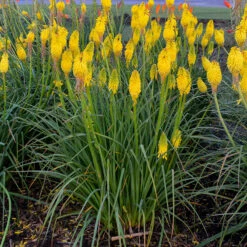 Pyromania™ 'Solar Flare' Red Hot Poker -Green Haven Shop Kniphofia Solar Flare 2 P