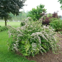 Jolene Jolene™ Beautybush 7 Jolene Jolene™ Beautybush -Green Haven Shop KolkwitziaJoleneJoleneDSC00222 800x800 21e401b