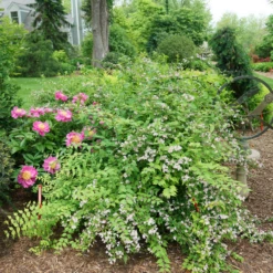 Jolene Jolene™ Beautybush 8 Jolene Jolene™ Beautybush -Green Haven Shop KolkwitziaJoleneJoleneDSC09745 800x800 eabc40a