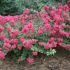 Infinitini® Magenta Crapemyrtle 1 Infinitini® Magenta Crapemyrtle -Green Haven Shop Lagerstroemia Infinitini Magenta 1 P