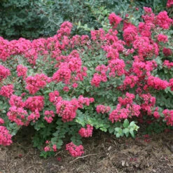 InfinitiniĀ® Magenta Crapemyrtle