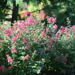 Infinitini® Magenta Crapemyrtle -Green Haven Shop Lagerstroemia Infinitini Magenta 3 P