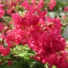Infinitini Watermelon® Crapemyrtle -Green Haven Shop Lagerstroemia Infinitini Watermelon 1 P