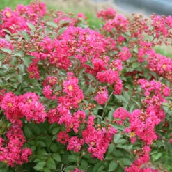 Infinitini Watermelon® Crapemyrtle -Green Haven Shop Lagerstroemia Infinitini Watermelon 2 P