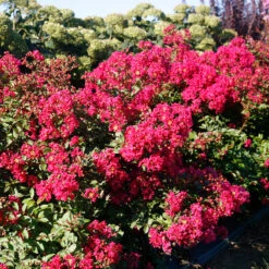 Infinitini Watermelon® Crapemyrtle -Green Haven Shop Lagerstroemia Infinitini Watermelon 3 P